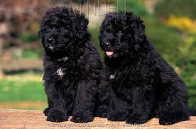 Because he has the propensity to overtake his home, proper training is essential for both human and dog to have a happy life together. Minden Pictures Two Black Bouvier Des Flandres Puppies Outdoors Adriano Bacchella Npl