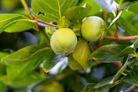 Image result for Diospyros kirkii