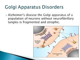 By Isiah A Curry Robert Bocan A K A The Golgi Body Or Golgi Complex Found In Both Plant And Animal Cells Functions As A Factory In Which Proteins Ppt Download
