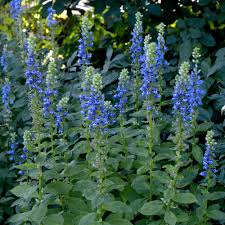 Image result for Lobelia sapinii
