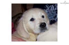 Browse thru golden retriever puppies for sale in new jersey, usa area listings on puppyfinder.com to find your perfect puppy. Puppies For Sale From Cynazar Golden Retrievers New Jersey Member Since December 2006