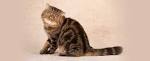 EXOTIC SHORTHAIR CATTERY - Home