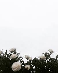 Aesthetic Black And White Flower Background Palmerslauren White Roses Background Flower Aesthetic White Roses