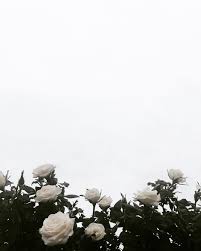 Image about blue in do you belive in magic? White Rose Aesthetic Wallpapers Top Free White Rose Aesthetic Backgrounds Wallpaperaccess