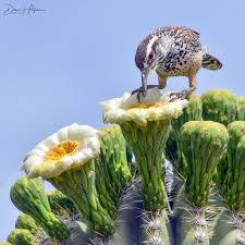 One of the most common mistakes in caring for cacti is wrong cactus repotting (transplanting). Pin By Mee Lee On Tucson Arizona Cactus Wren Tucson Arizona State Birds