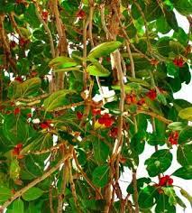 Check spelling or type a new query. Banyan Tree Ficus Benghalensis Uses Research Remedies Side Effects