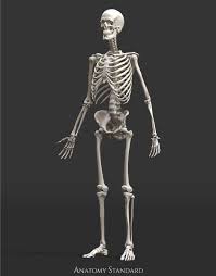 Status Update Of Anatomy Standard Human Model Oct 2020 Human Bones Human Skeleton Anatomy