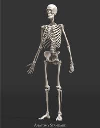 It provides structure to the body, and each bone has a distinct purpose. Status Update Of Anatomy Standard Human Model Oct 2020 Human Skeleton Human Bones Human Skeleton Drawing