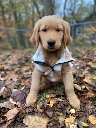 Mr. Steal Your Girl ♥️ Ollie