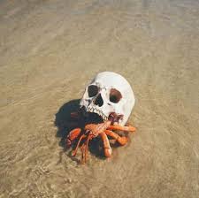 Living In A Dead Corpse Nature Don T Care Skull Unbelievable Pictures Hermit Crab