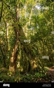 Image result for Brazzeia longipedicellata