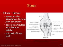 Mri can be helpful in detecting articular cartilage injuries, chondromalacia patellae, patellar stress fractures, and loose bodies. Manual Of Structural Kinesiology R T Floyd Edd Atc Cscs Ppt Download