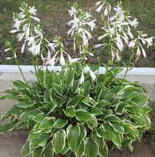 Zone 9 Hostas 🌿 🌡️ Growing In Warmth And Thriving In The Heat