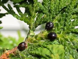 Image result for argyresthia thuiella thuja symptoms