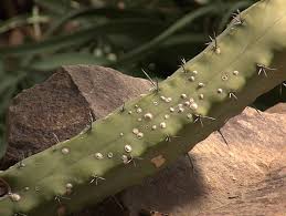 Remove exposed and infected plant material. Pests And Diseases Of Succulent Plants Including Cacti