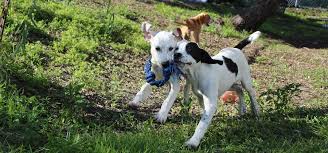 Milwaukee and wisconsin business and financial news from the journal sentinel and jsonline.com. Home Friends Of Strays Cat And Dog Adoption In St Petersburg Fl