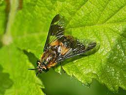 Horse Fly Wikipedia