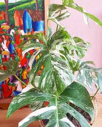 Pin Pa Monstera Variegata Albo