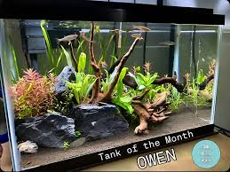 Image result for Heteromorpha sp. agg.