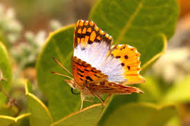 Image result for Allophylus whitei