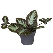 Image result for Episcia reptans