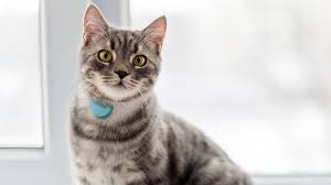 Small or large, your cat can easily and comfortably sport this equally impressive thing on a standard collar of. Best Dog Gps Trackers Pet Activity Monitors And Tracking Collars