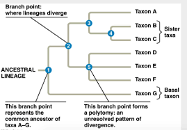 Bio 2 Chap 26 Extra Questions Flashcards Quizlet