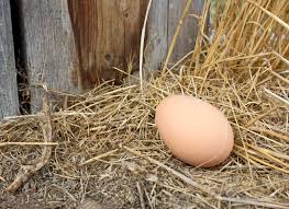 Just like in menstruating mammals, the development and release of from here now, it becomes pretty evident the key things that should define why a period occurs now if all chicken eggs are supposed to be fertilized, yet some manage to come out unfertilized, what. How Long Can Eggs Be Left Outside Once They Ve Been Laid Before Being Refrigerated My Pet Chicken