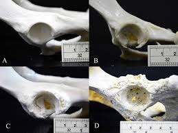 Kopeklerde Osteoartrit Eklem Problemi Belirtileri Nedenleri Ve Tedavisi Dogru Ve Guncel Bilgi Portali Turuncupet Net