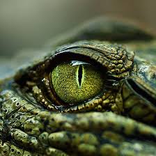 Australian Saltwater Crocodile Crocodylus Porosus Cairns Tropical Zoo Cairns Australia 2008 Canon Eos 400d Canon Crocodile Eyes Reptile Eye Reptiles