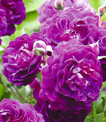 Meine rosen sollten schon mitte juni geliefert werden und ich habe bis heute noch keine ware und auch keine information erhalten. Rambler Rosen Sortiment Zum Vorteil Rambler Rosen Bei Baldur Garten
