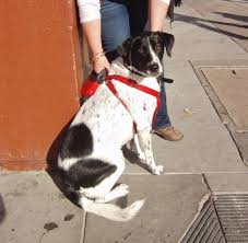 Black And White Australian Cattle Dog Mix Australian Cattle Dog Pointer Spaniel Mix Fergi Needed A Lot Of Reassurance Even Though I Was Staying Australian Cattle Dog Dogs German Shorthaired Pointer