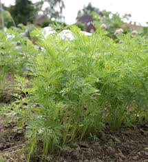 Möhren sind ein klassiker für das eigene gartenbeet und lassen sich relativ einfach anbauen. Karotten Anbauen Beliebtes Wurzelgemuse Aus Dem Garten