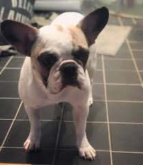 Pomeranian v s french bull dog bulldog puppies french bulldog puppies english bulldog puppies. Reasons Why You Want A Frug In Your Life Animalso