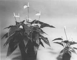 Otherwise, simply water perhaps once every two weeks. Anthurium An Overview Sciencedirect Topics