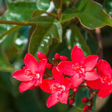 Image result for Jatropha scaposa