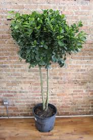 Image result for Ficus demeusei