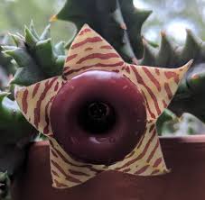 Paula lowery says her huernia plant, growing in her walnut creek garden, produces flowers every few months that, to her, look like cartoon blossoms. Cactus Zach On Twitter My Huernia Zebrina Is Blooming Aka Life Saver Plant
