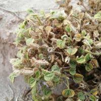 Image result for Cleome schimperi