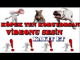 Kopek Kovucu Havlamayi Durdurmak Itaat Gelistirmek Ve Egitimi Kopekkovu 2020 Kopek Egitim Youtube