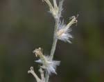 Image result for Sericorema sericea