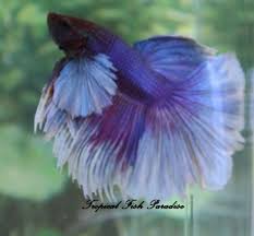 Lovely Purple Dumbo Big Ear Elephant Ear Halfmoon Hm Breeding Pair Bettafish Elephant Ears Betta Fish Siamese Fighting Fish