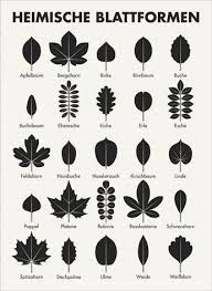 Infografik Zum Bestimmen Der Blattformen Gartenpflanzer Infografik Zum Bestimmen Der Blattformen Also Der Blatter Von Baum Bestimmen Eberesche Pflanzen