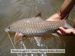 Origin of the name 'kelah'. Upm Researchers Search For Best Feed For The King Of The Rivers