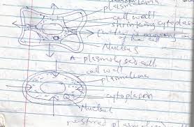 Plasmolysis Haemolysis Turgidity And Flaccidity Biology 2022