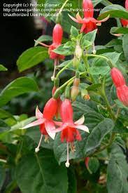 I Love Fuchsias In The Orange Color Family A Little Difficult To Find This Is Chang From Pedrick S Corner Fuchsia Garden Fuchsia Beautiful Flowers