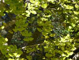 We did not find results for: Showy Sturdy Ginkgo Good To Grow In Florida