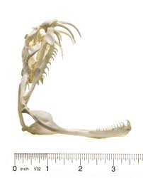 Gorgeous snakes with intricate x and rectangle patterns that cause them to blend in lith leaf litter along the forest floor. Gaboon Viper Skull Replica