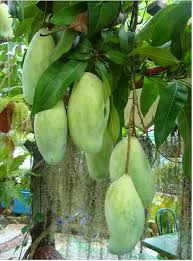 Biar ga penasaran juga bagaimana rasa buah ara alias buah tin itu, yuk tanam. Mangga Taiwan King Pembekal Anak Pokok Dinie Falah Facebook