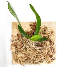 Image result for Aerangis kotschyana